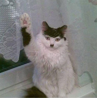 hitcat-8.PNG
