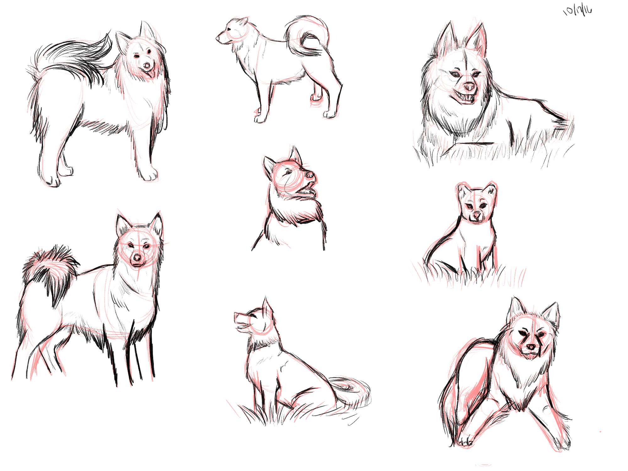 icelandic sheepdog study.png