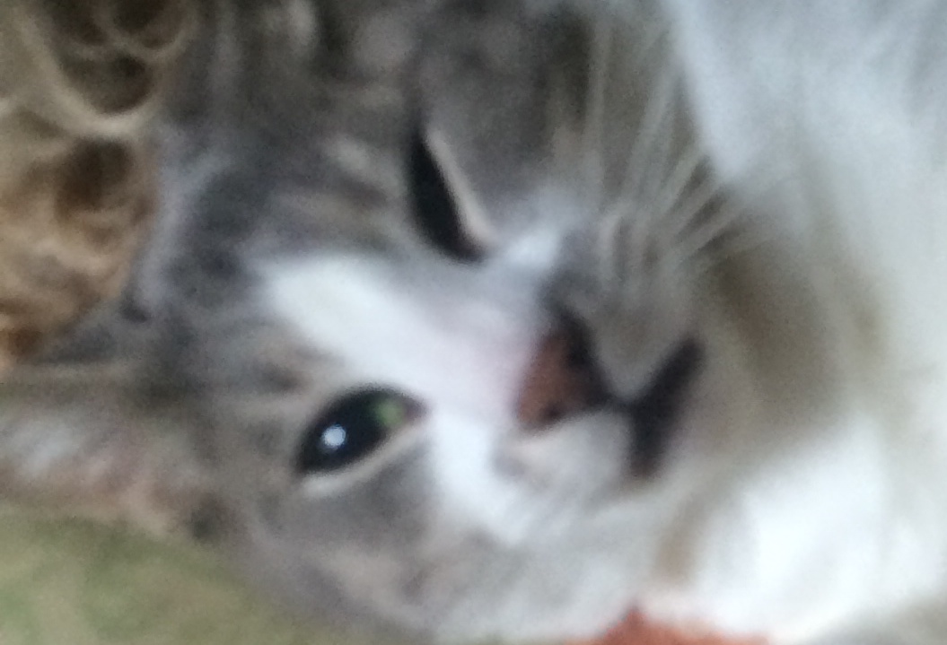 image.jpeg