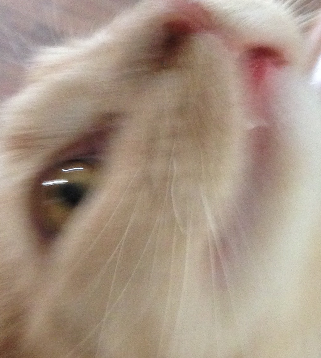 image.jpeg