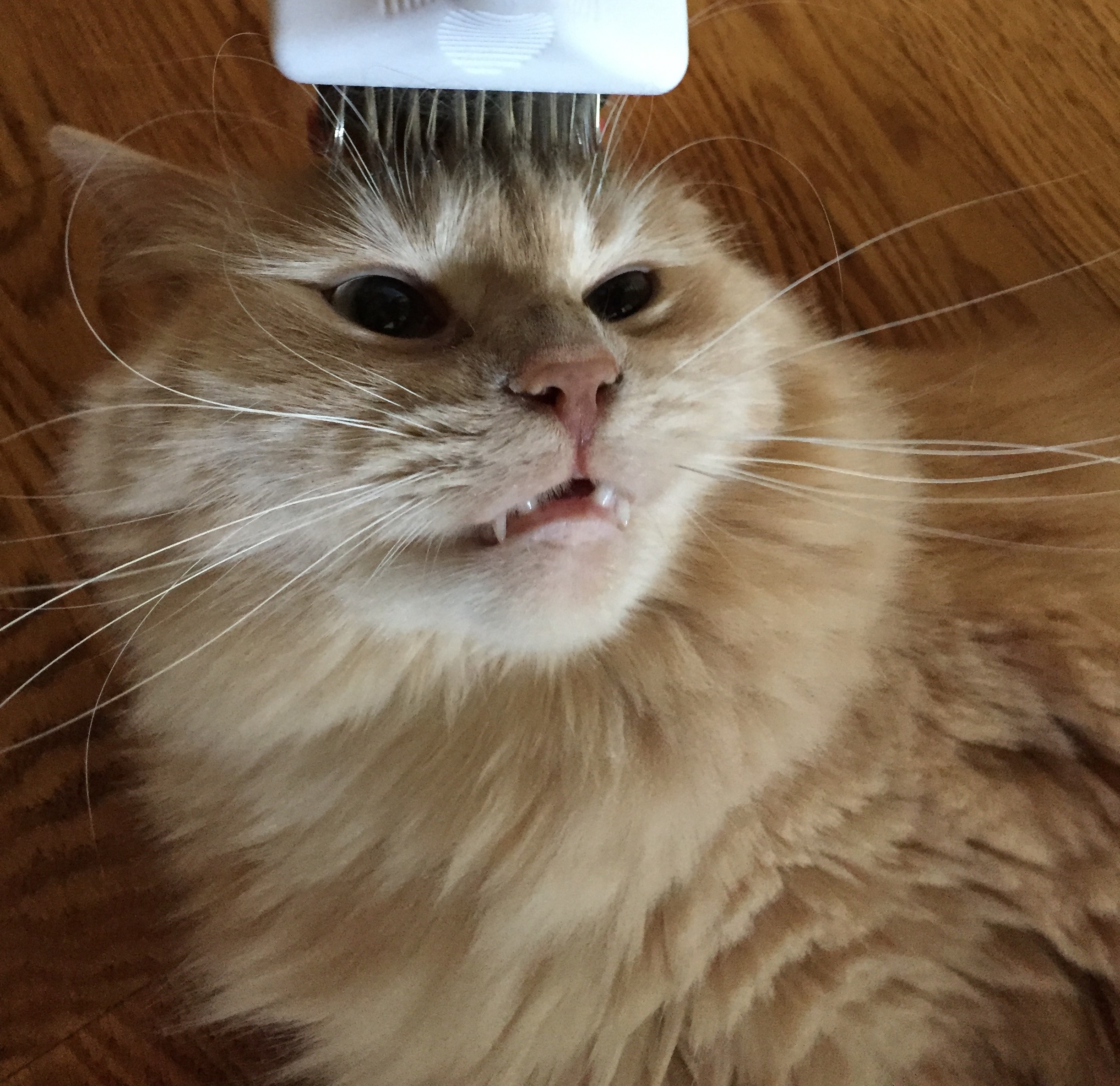 image.jpeg