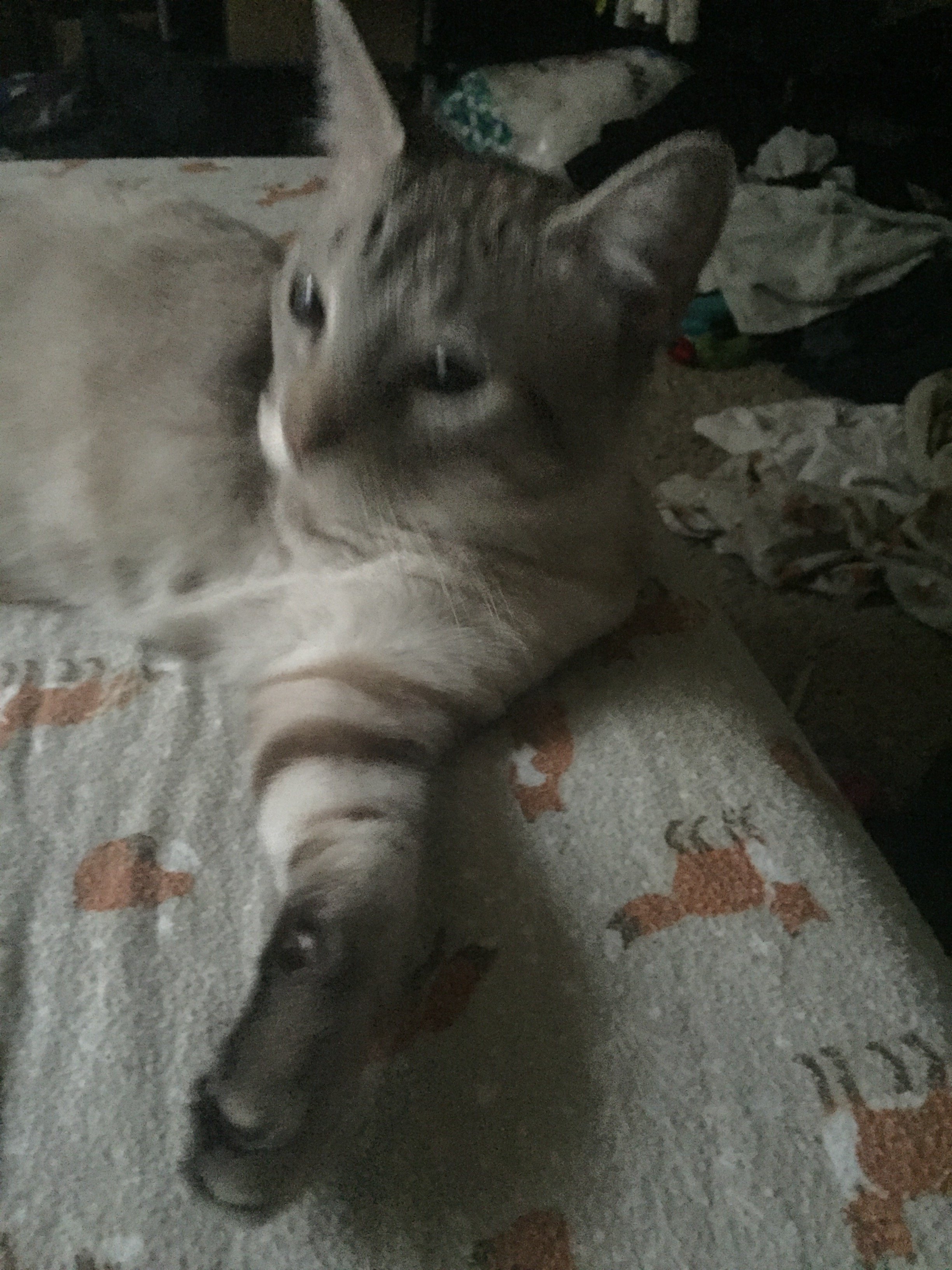 image.jpeg