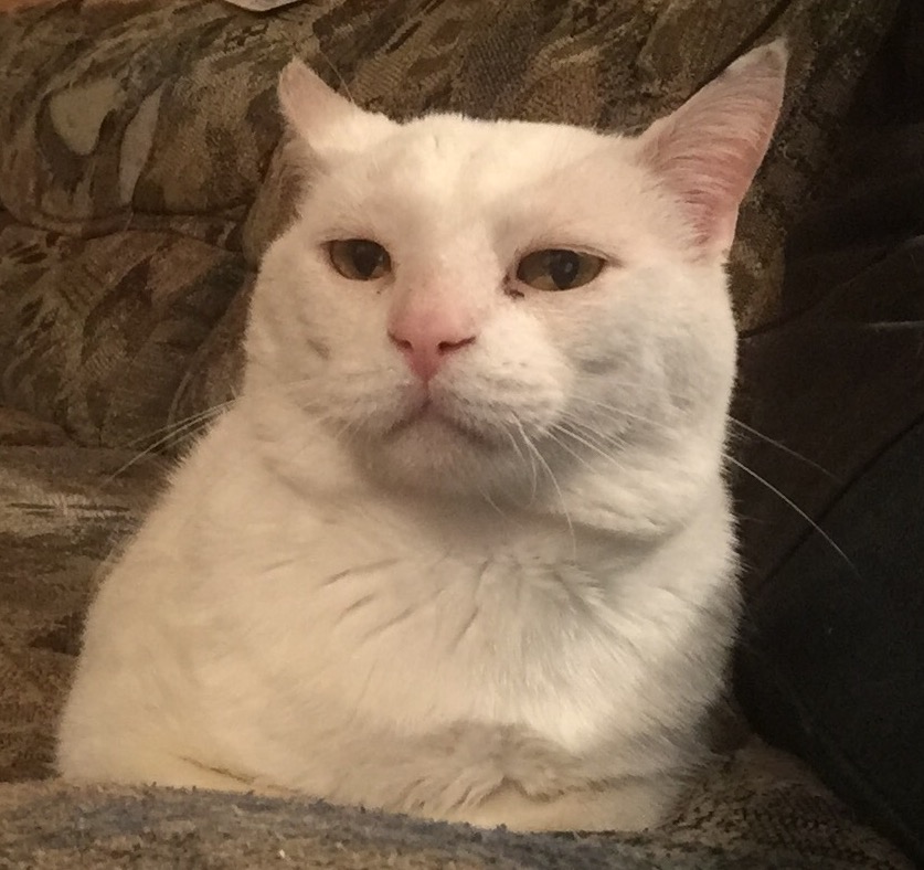 image.jpeg