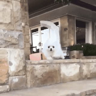 IMG-9582.GIF