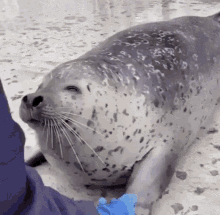 IMG_1765.gif