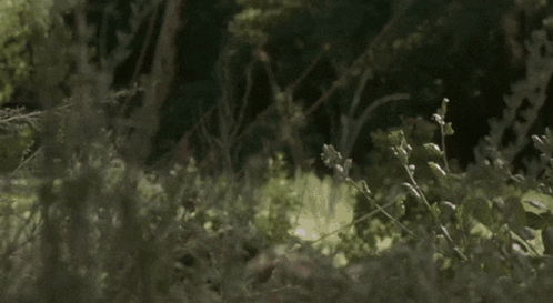 IMG_6296.gif