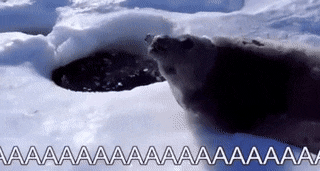 InsignificantCorruptBarracuda-max-1mb.gif