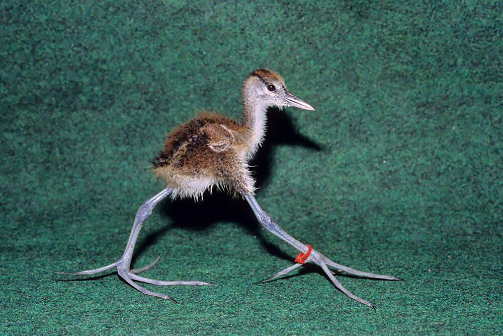 jacana_chick.jpg