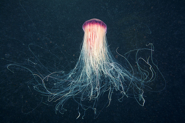 jellyfish.jpg