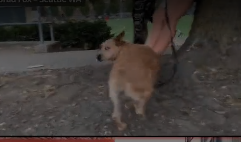 July25Dog.PNG