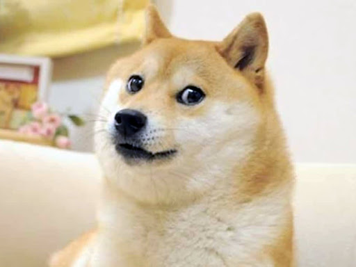 kabosu.jpg