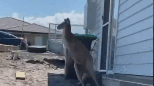 kanga.gif