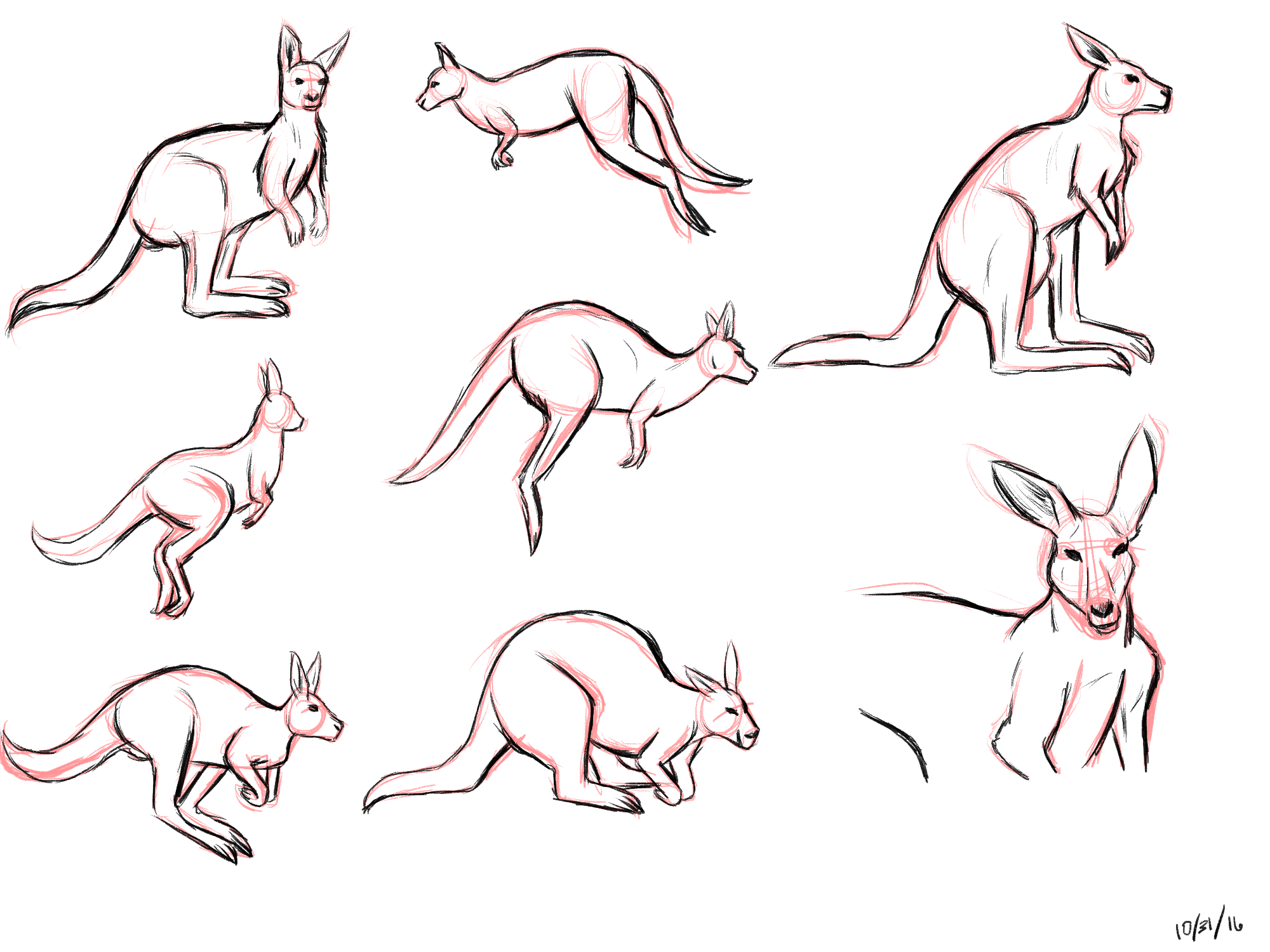 kangaroo study.png