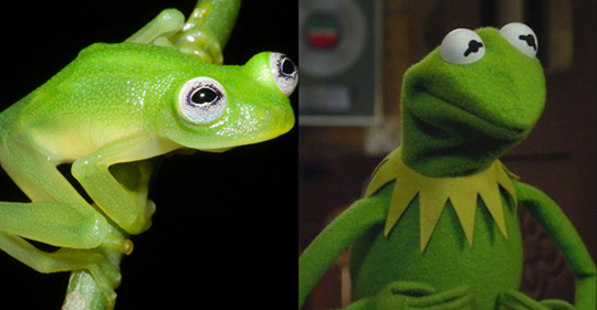 kermit.png
