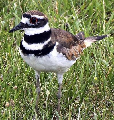 killdeer bird 2.jpg