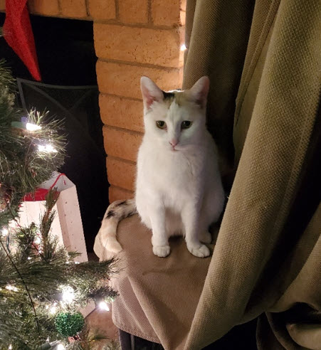 KitKat.jpg