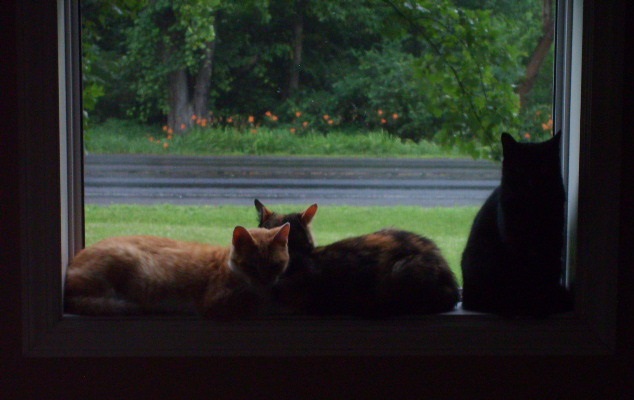kittehs.jpg