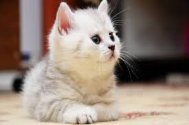 kitten.jpg