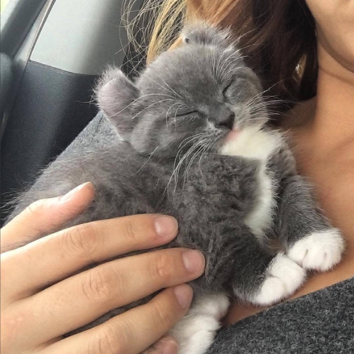 kitten.png