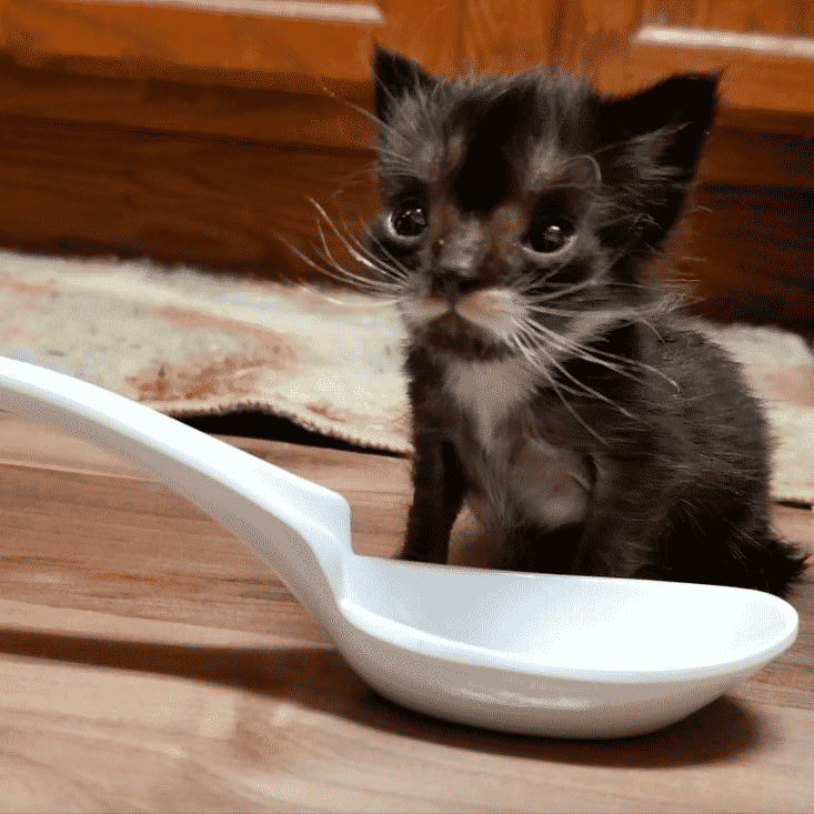 kitten.png
