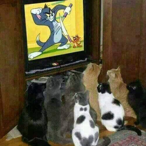 kitties.jpeg