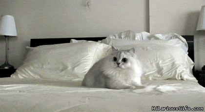 kitty escape.gif