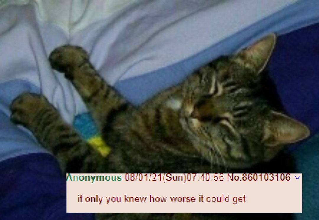 kitty.jpg