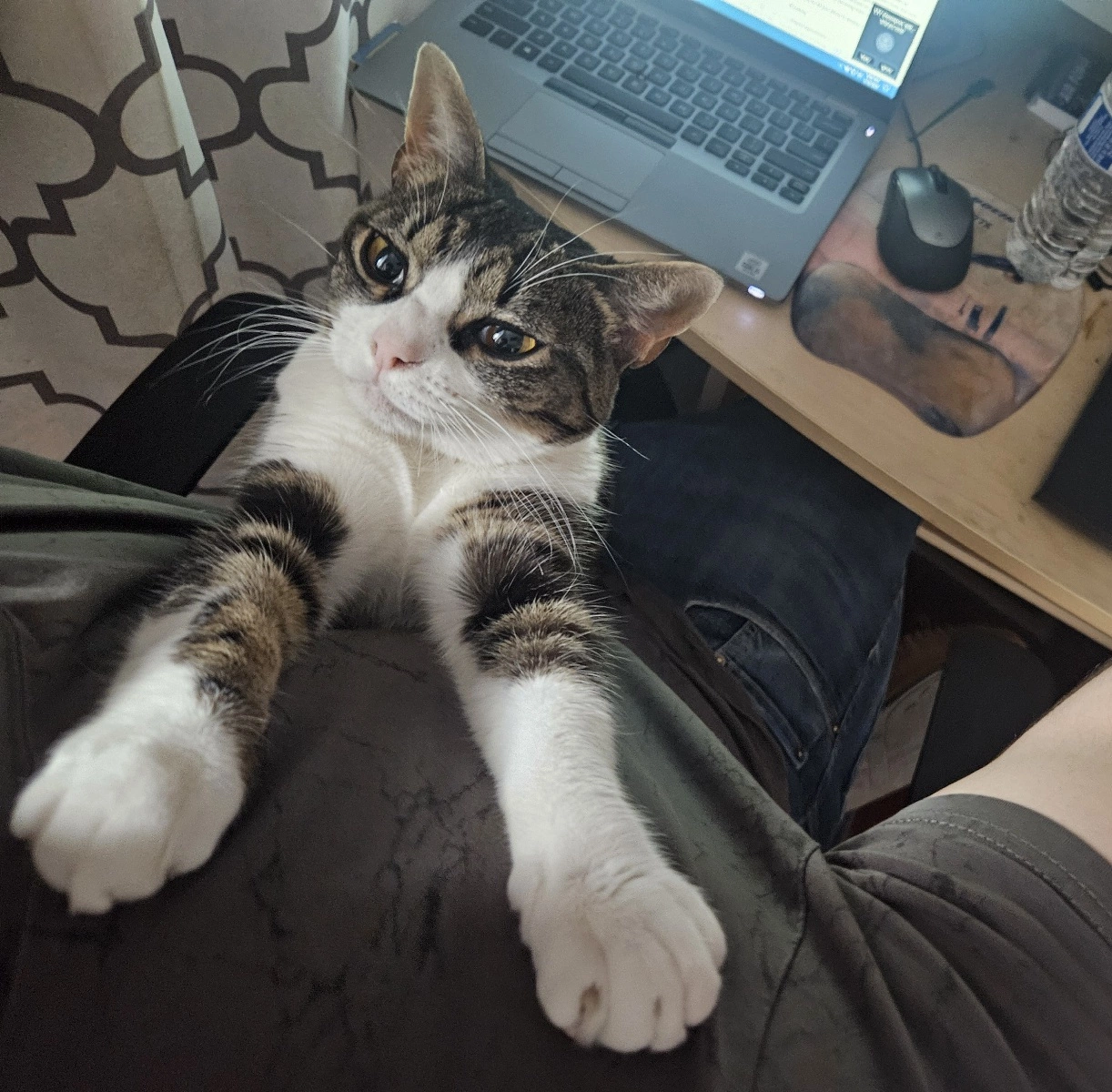 Kitty.webp