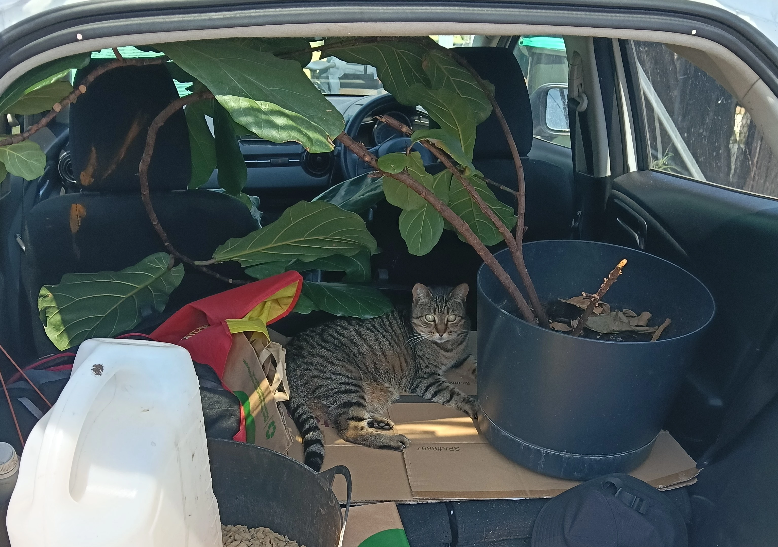 kitty.webp