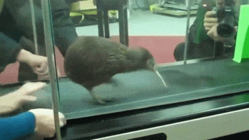 kiwi-bird.gif