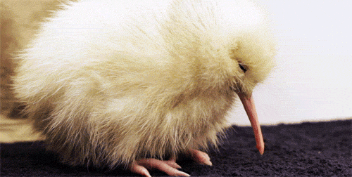 kiwi.gif
