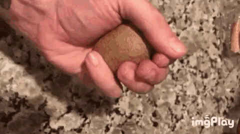 kiwi.gif