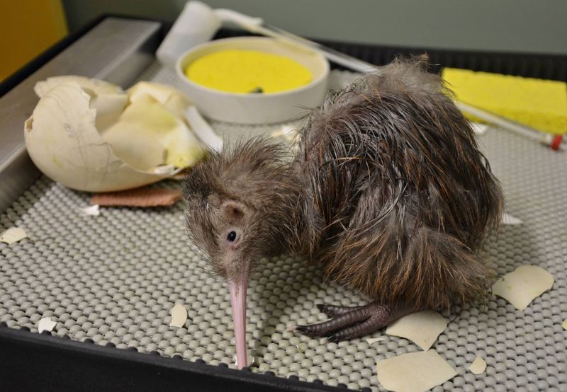 kiwi hatching.jpg