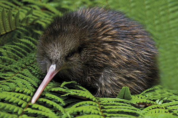 kiwi.jpg