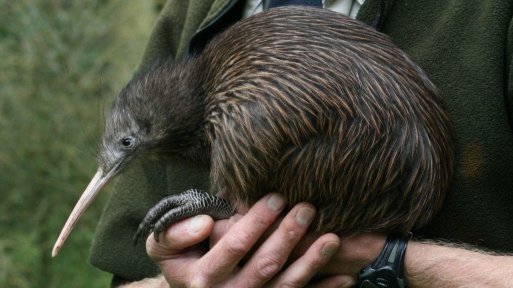 kiwi.jpg