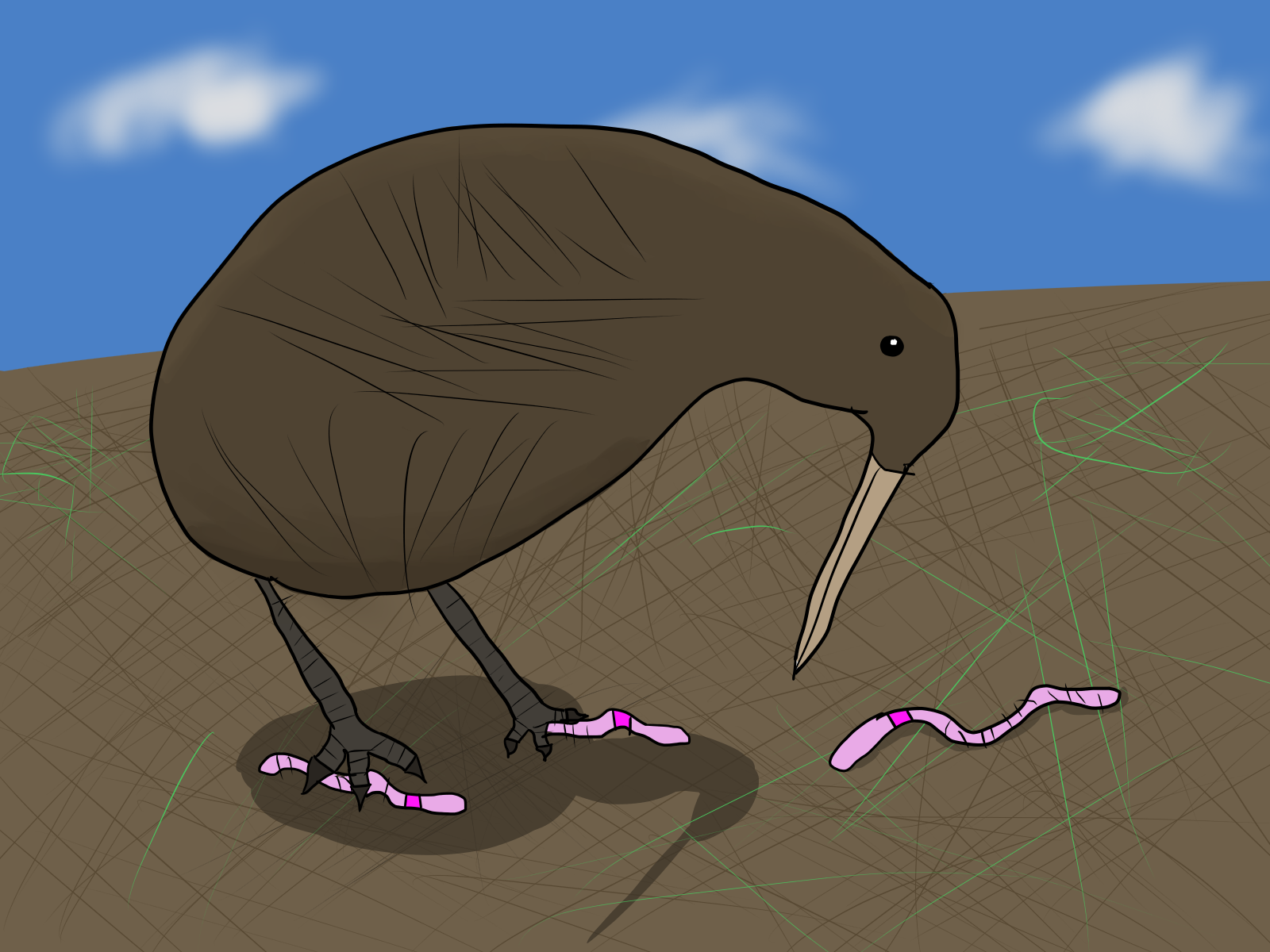 kiwi.png