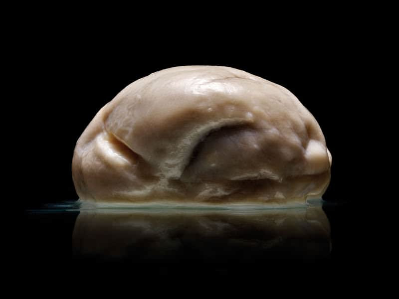 koalasmoothbrain.jpg