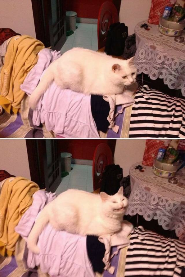 kot.png
