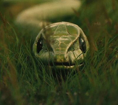 kp6ljDA snake.gif