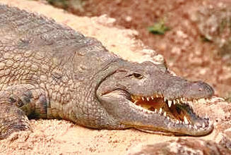 kroko1.JPG