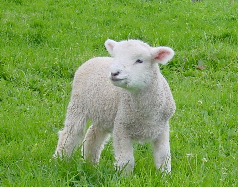lamb.jpg