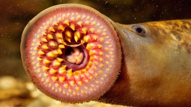 lamprey.jpg