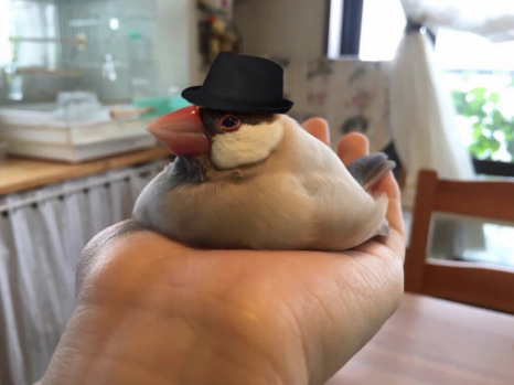 largebird.png