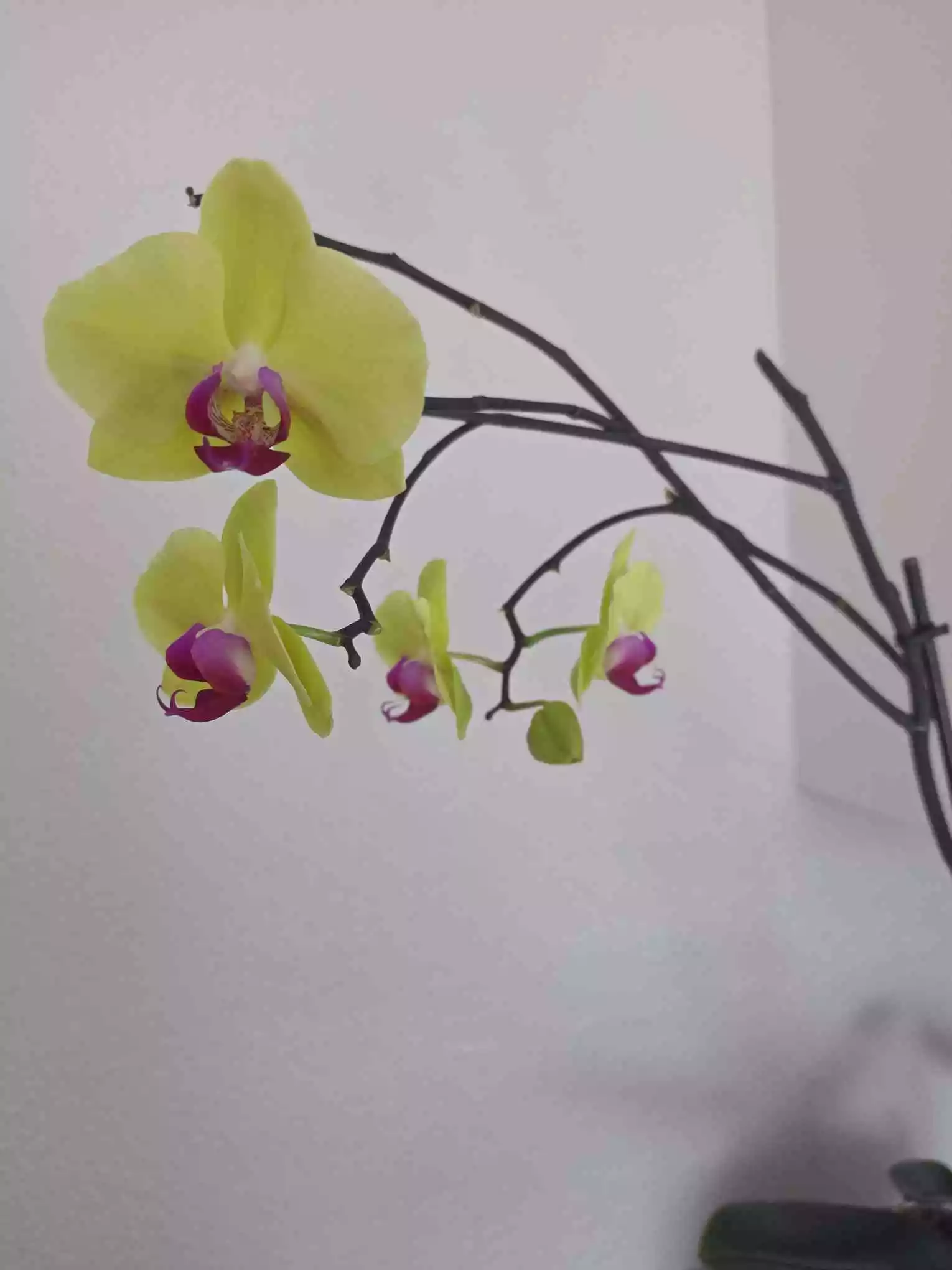 latest orchid.webp
