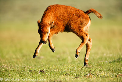 LeapingCalf.jpg