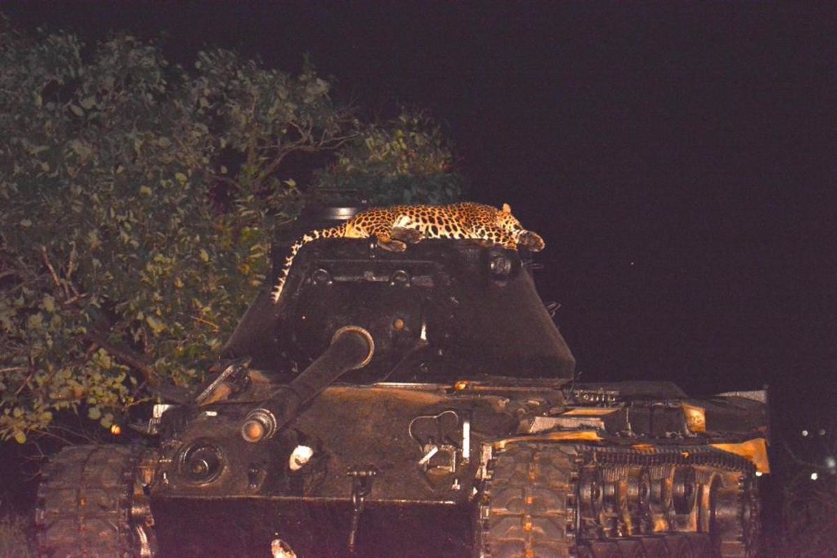 leopard1.jpg