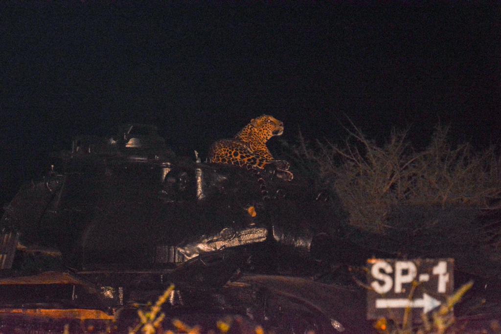 leopard2.jpg