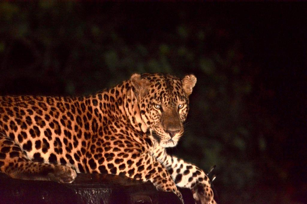 leopard3.jpg