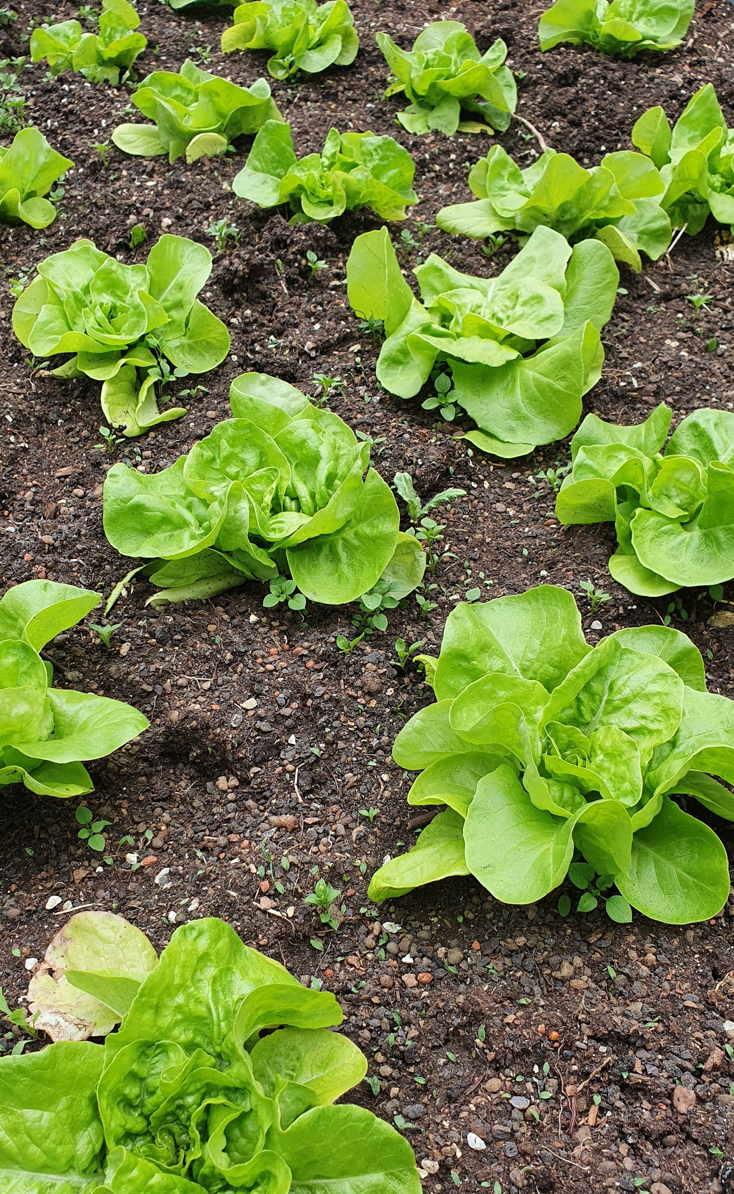 lettuce2.jpg