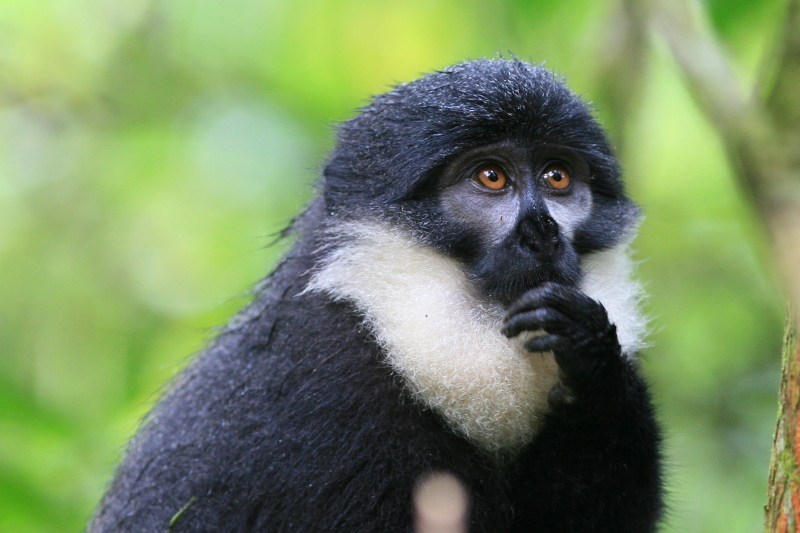 Lhoests-monkey.jpg